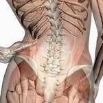 LW ruggewervel heup rib